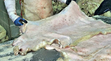 Kırşehir Et Kesimhane